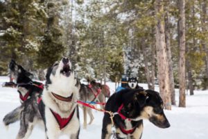 Amangani Sled Dog Tour