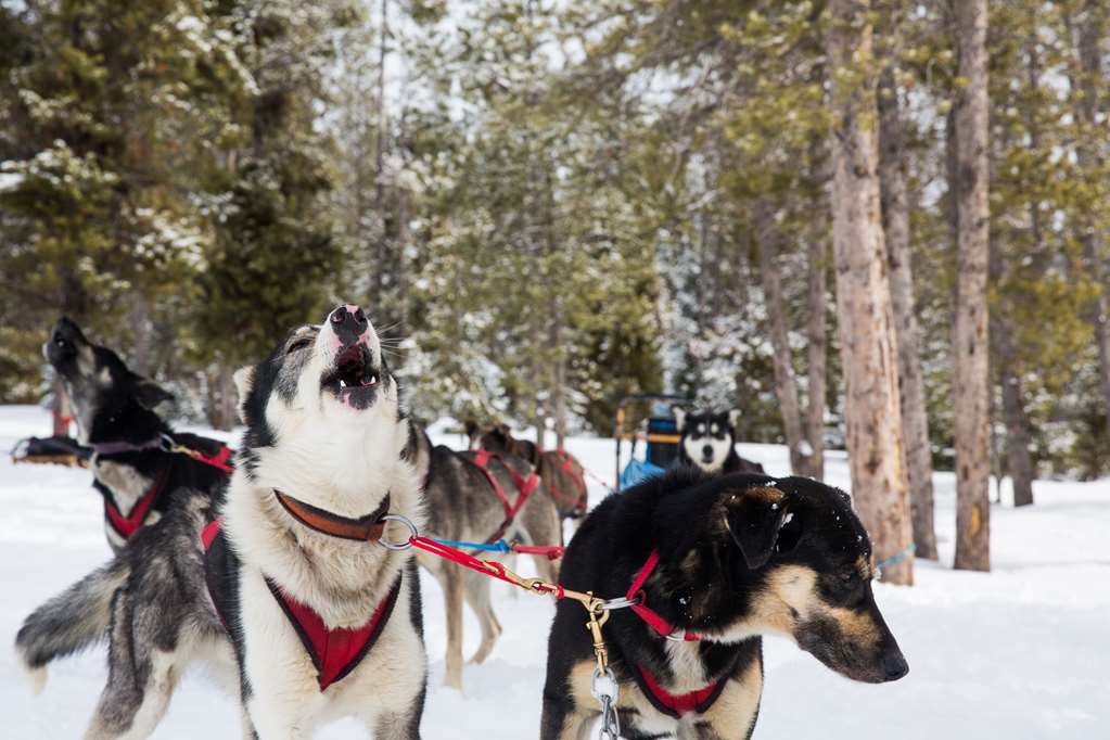 Amangani Sled Dog Tour