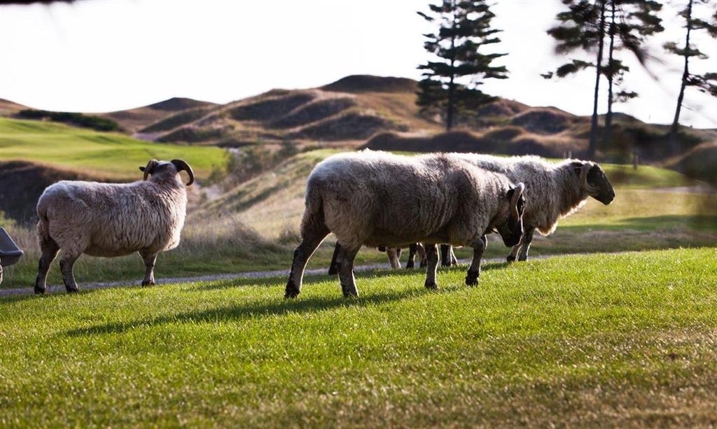 The American Club Golf course