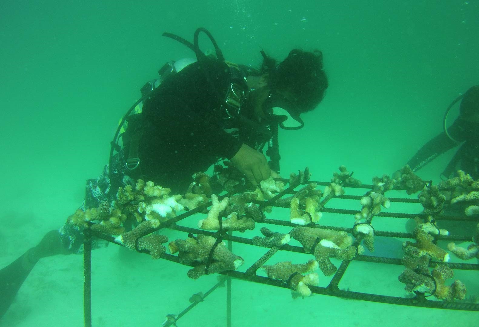 Coral Planting • Andaré