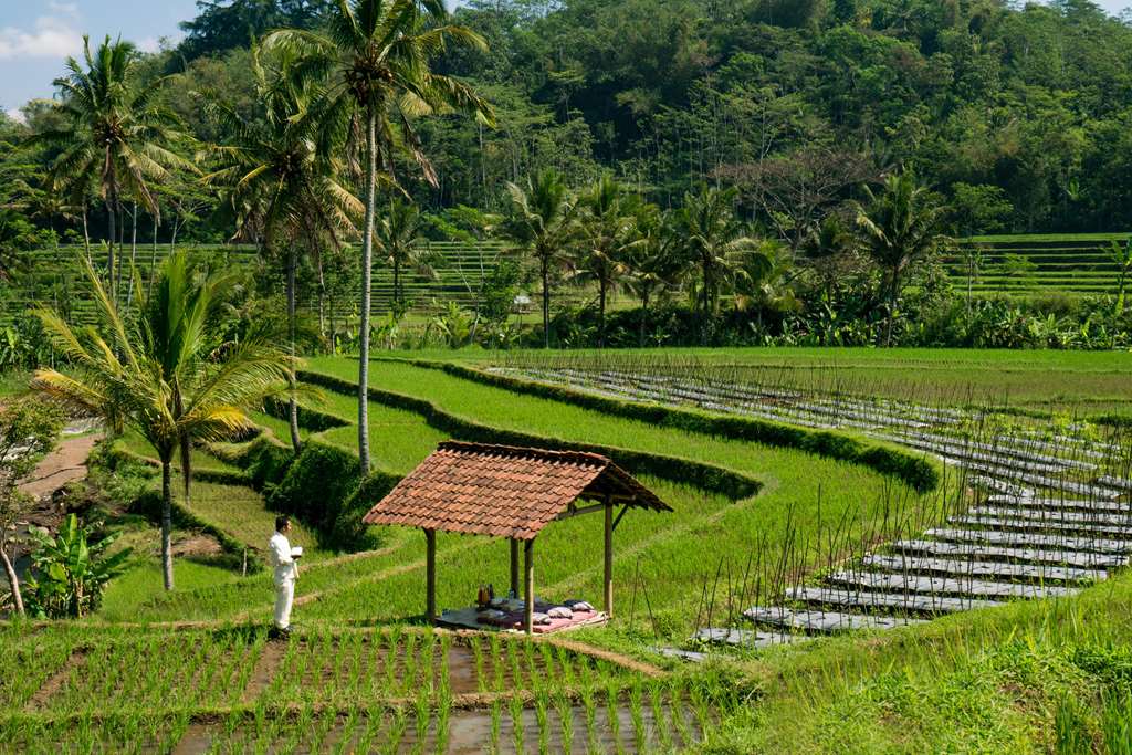 Amanjiwo Local Rice fields picnic